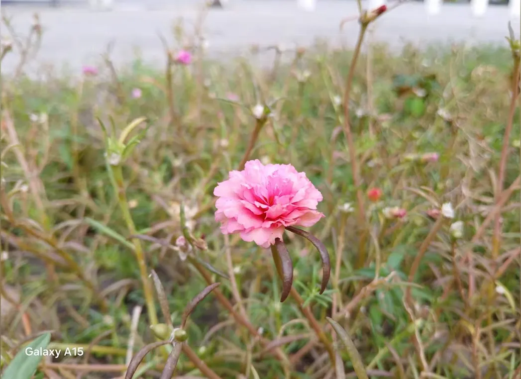 Review Kelebihan dan Kekurangan Samsung Galaxy A15 LTE 10 Hasil Kamera Samsung A15 LTE 1