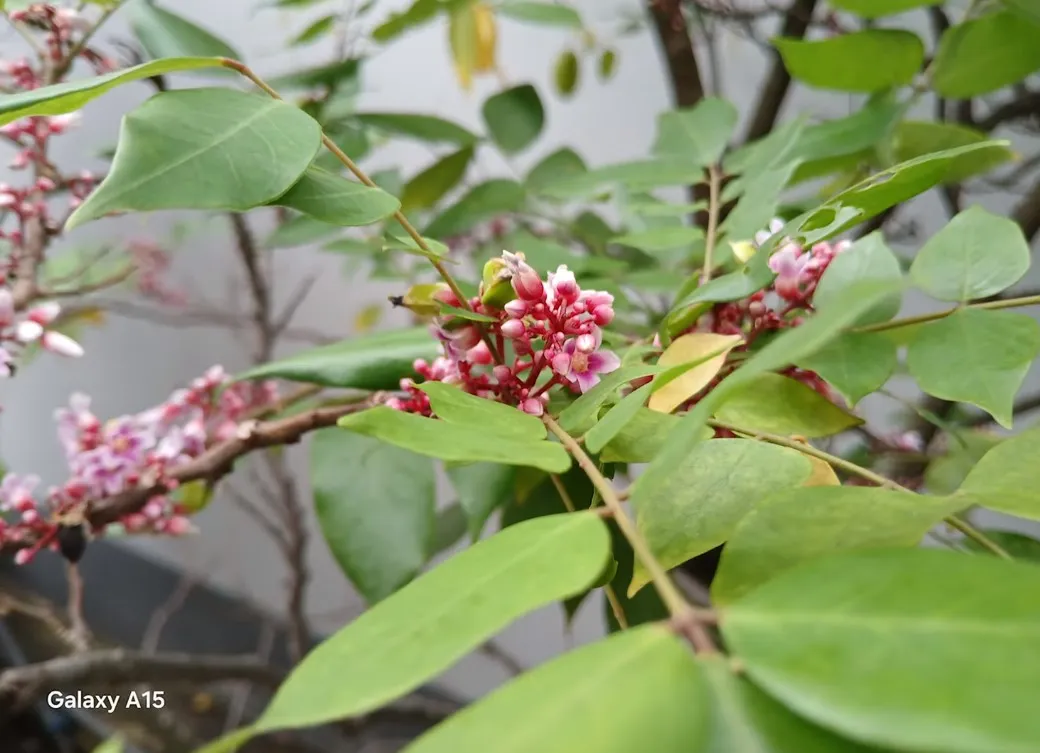 Hasil Kamera Samsung A15 LTE 2