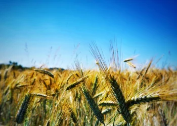 Cuaca Tak Menentu di Bantaeng dan Situbondo