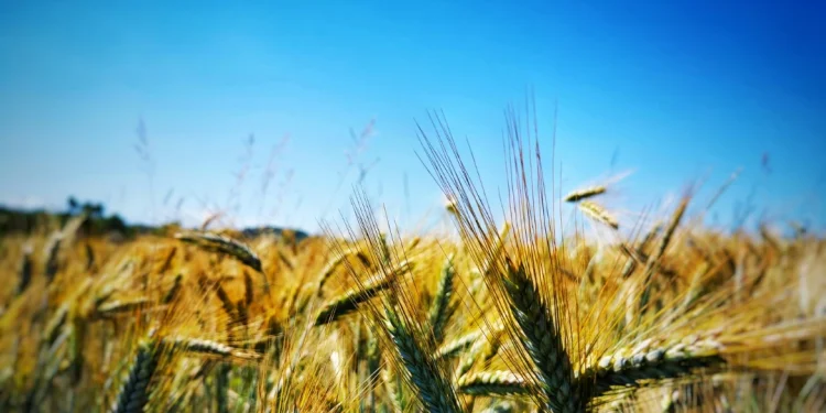 Cuaca Tak Menentu di Bantaeng dan Situbondo